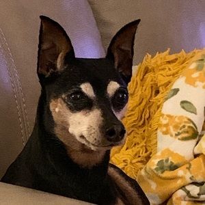 Meet your Posher, Dedebbie